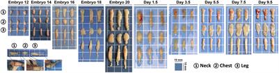 Function of Chick Subcutaneous Adipose Tissue During the Embryonic and Posthatch Period